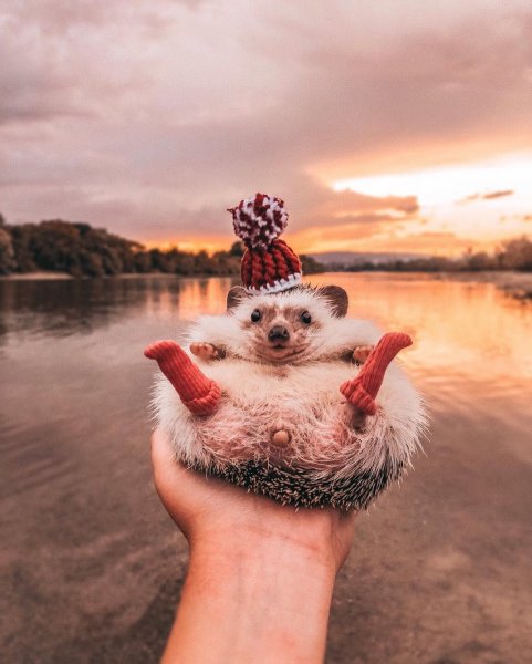 Позитивный Ежик