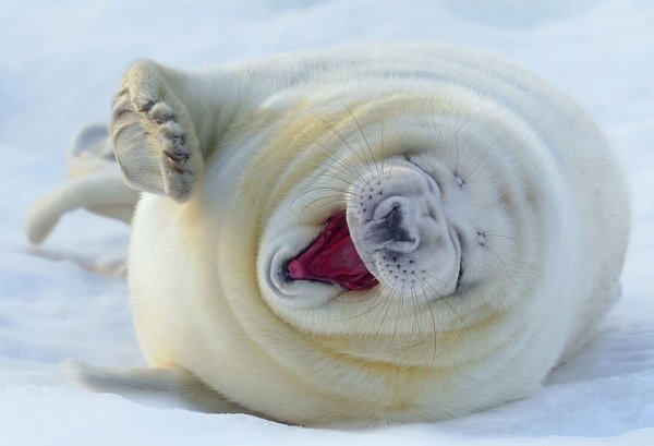Северный морской котик альбинос