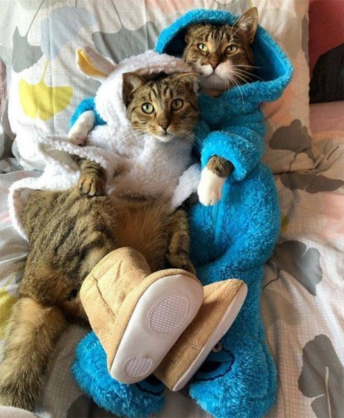 Доброе кошачье утро