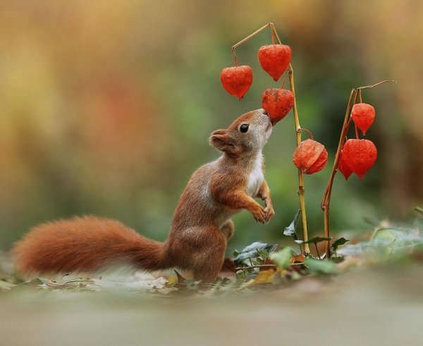 Позитивные животные