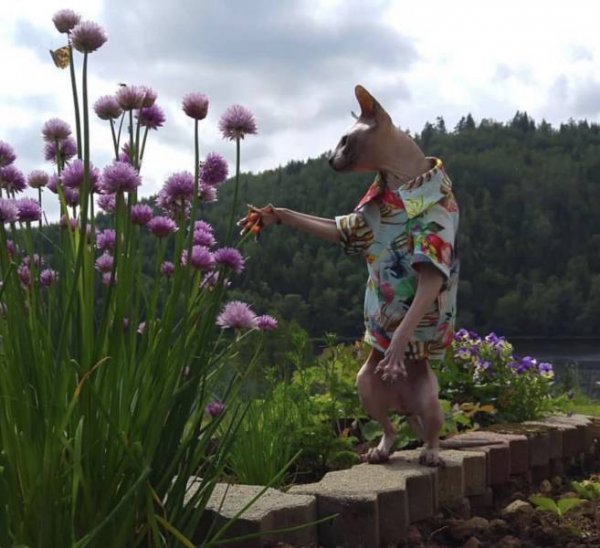 Подборка веселых картинок