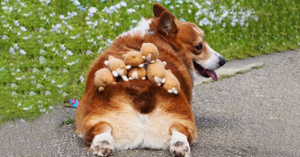 Веселый вельш корги
