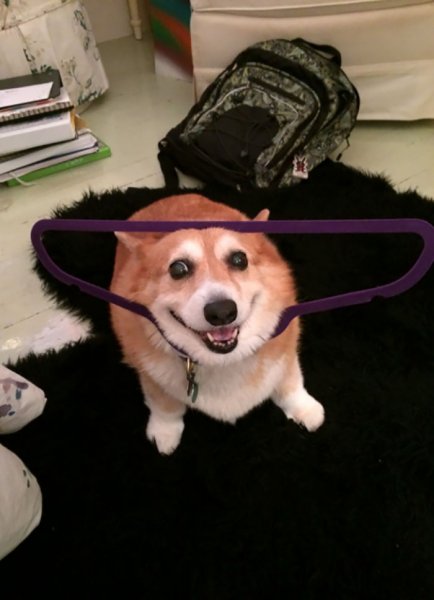 Упоротый корги