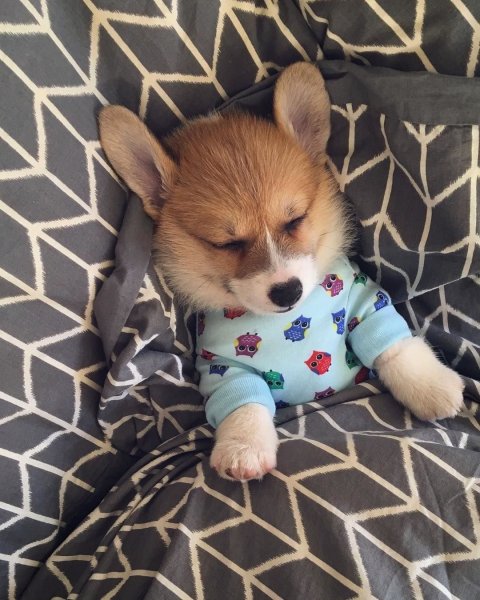 Милые щеночки корги