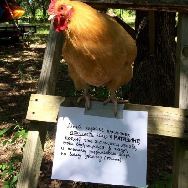 Приколы про кур