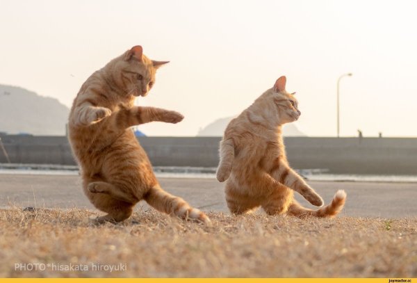 Танцующий кот
