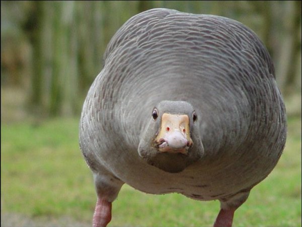 Смешной Гусь