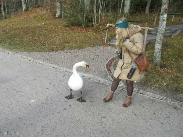 Приколы с гусем