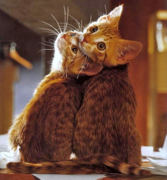 Люблю кота