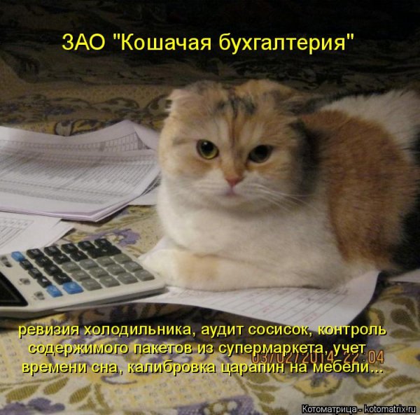 Кот бухгалтер