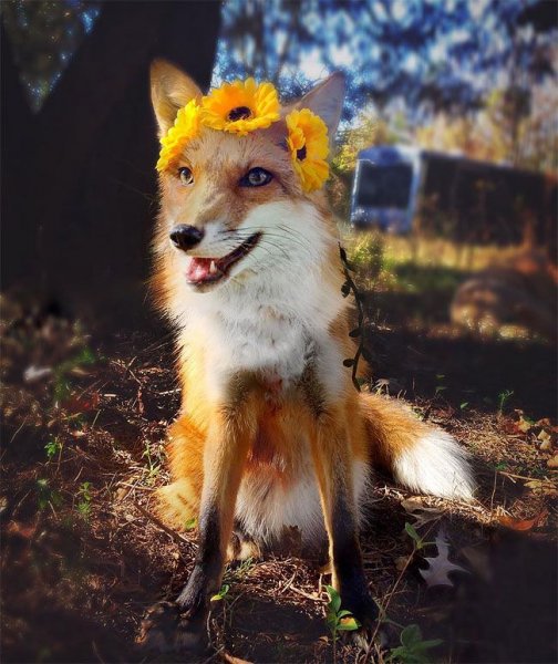 Лисичка Джунипер