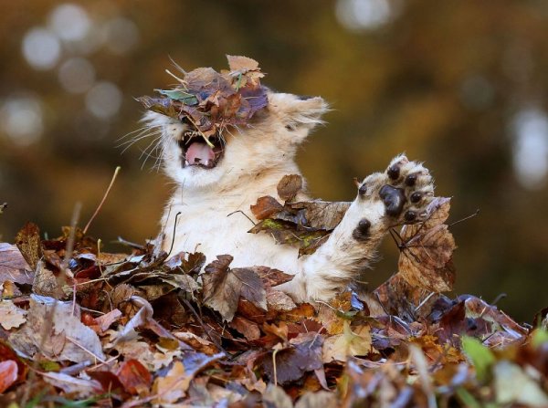 Котоматрица осень