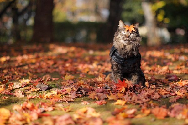 Кот в осенних листьях