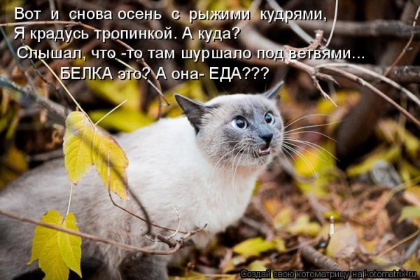Осень юмор