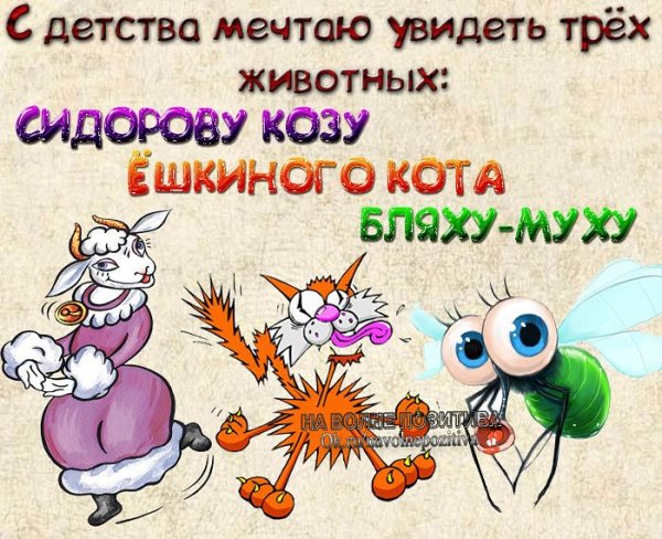 Весёлые статусы в картинках
