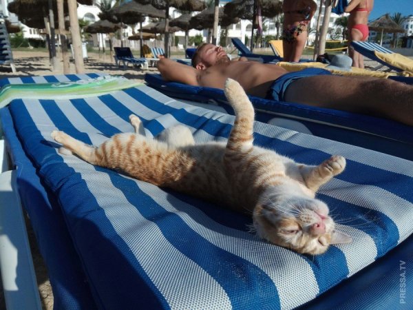 Кот загорает