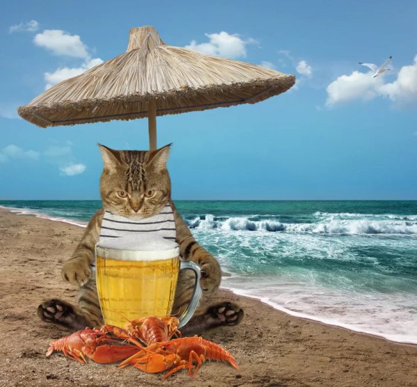 Кот отдыхает