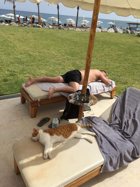 Лежак для кота