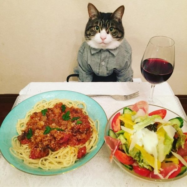 Кот за столом
