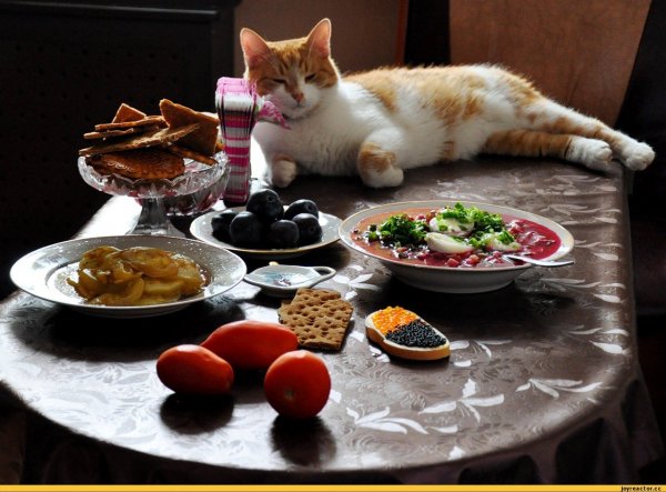 Коты за столом