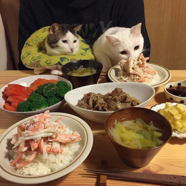 Кот обед