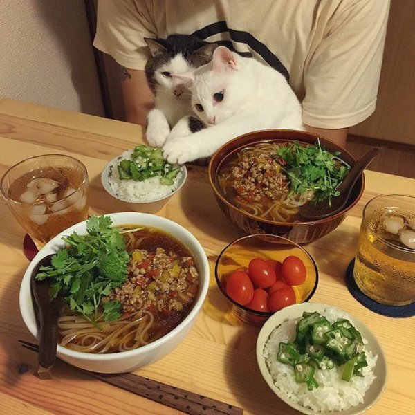 Котики с едой