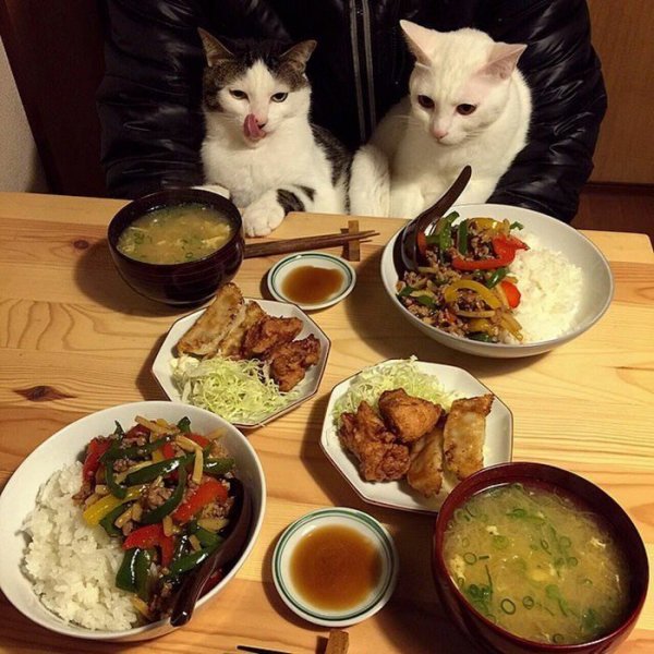 Котики с едой
