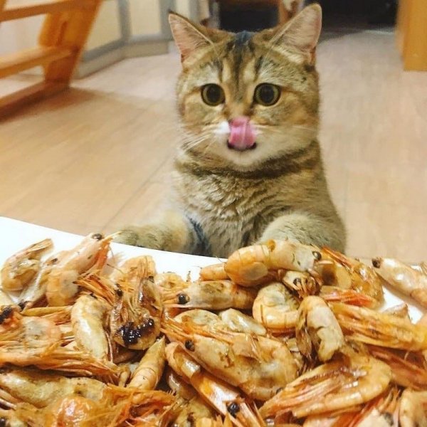 Кот ест креветки