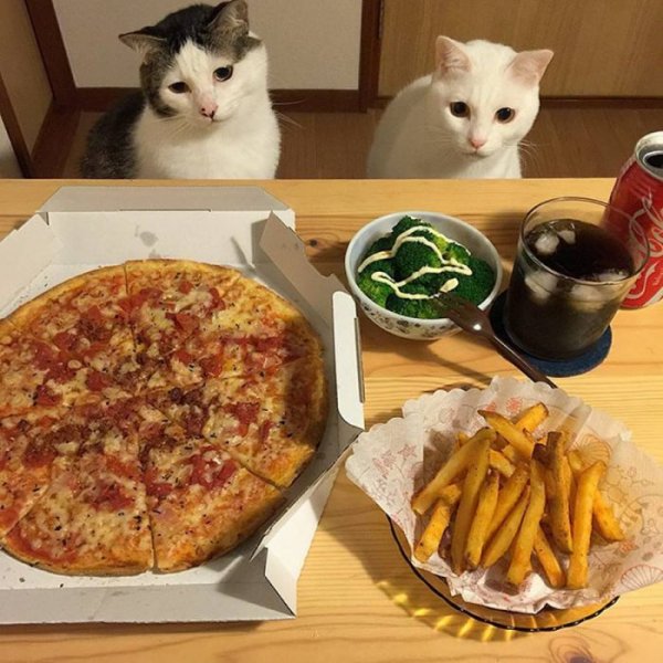 Еда для кошек