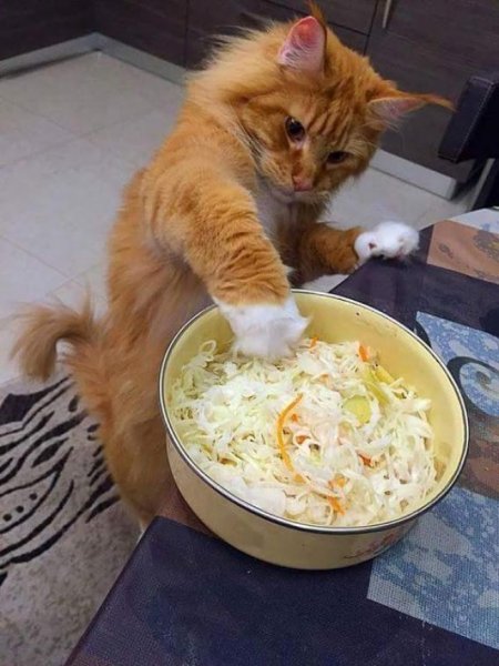 Кот ужинает