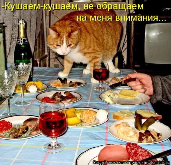 Кот кушает за столом