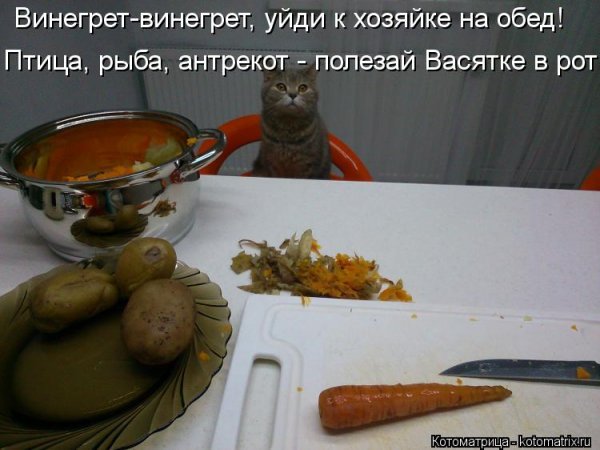 Фразы про обед смешные