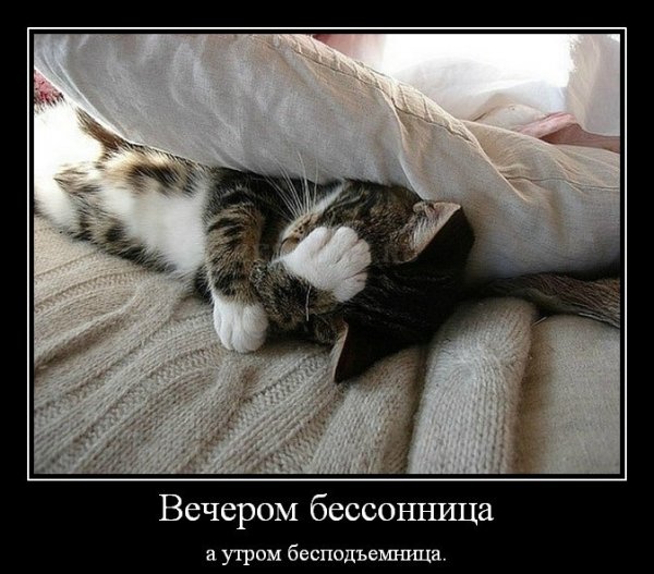 Шутки про бессонницу