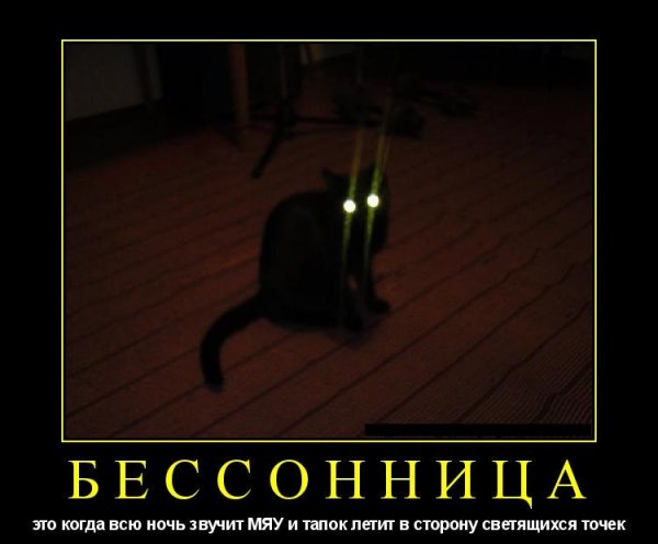 Кот бессонница