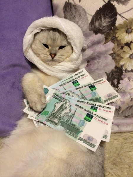 Котик с деньгами