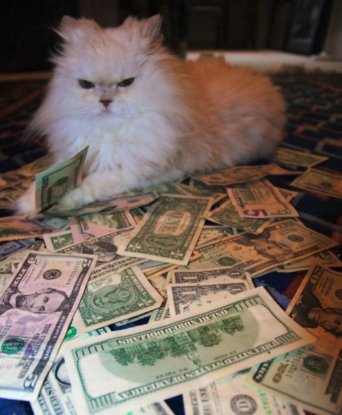 Котик с денежкой