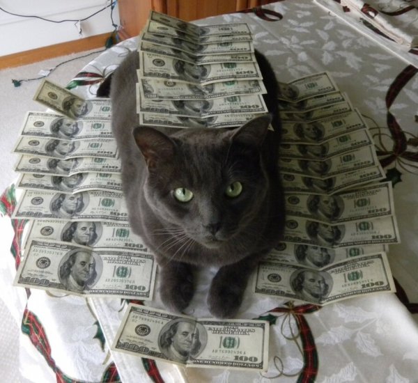 Кошка с деньгами