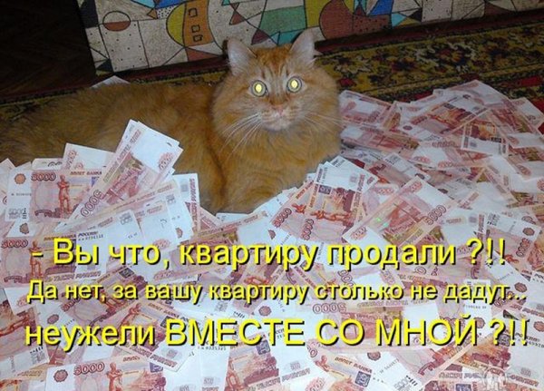 Кот дает деньги