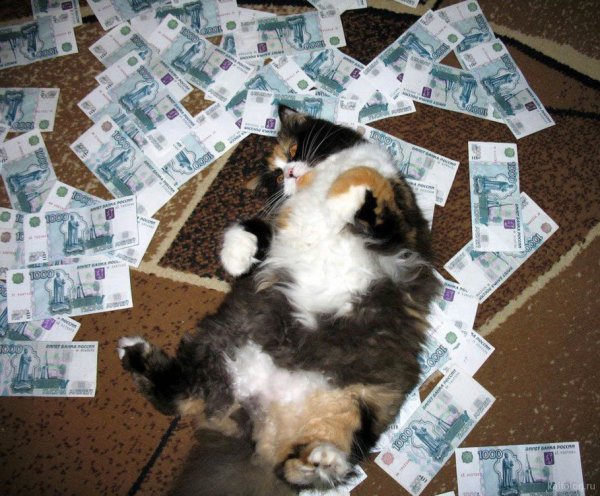 Юмор кот деньги
