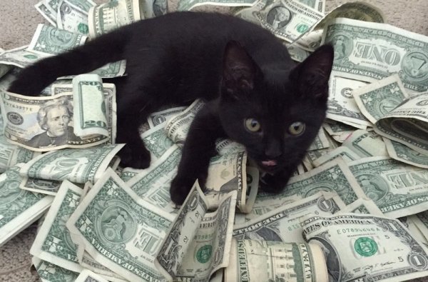 Денежная кошка