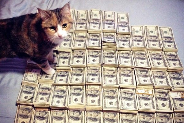 Богатые коты
