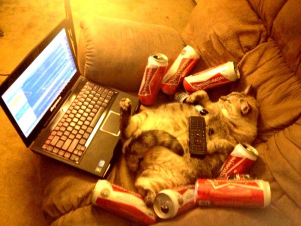 Занятой кот