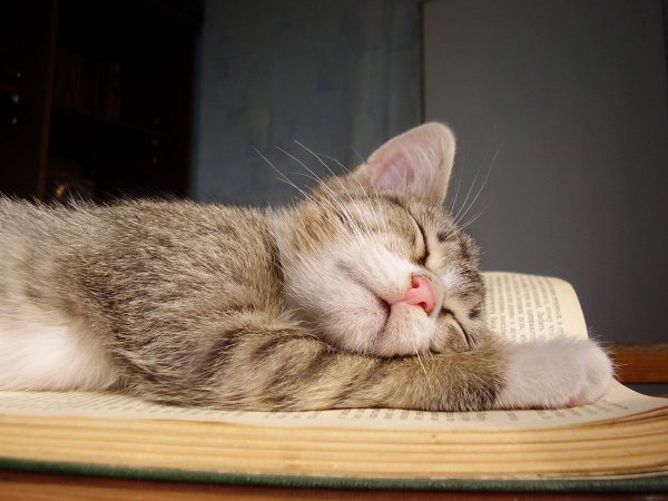 Кот спит на книгах