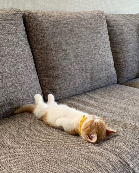 Котик на диване