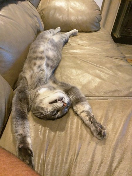 Котэ спит