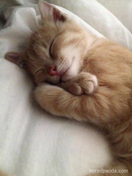 Спящий кот