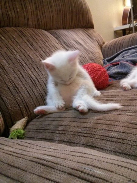 Уставший котенок