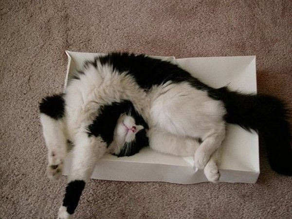 Коты в необычных позах
