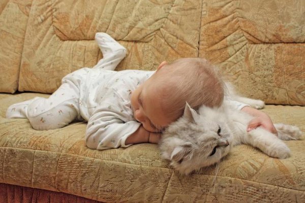 Котики и детки спят