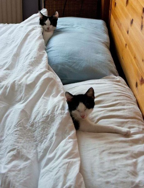 Котик в постели